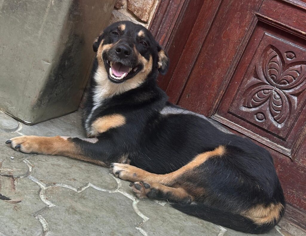 Rüde Hero adoptieren