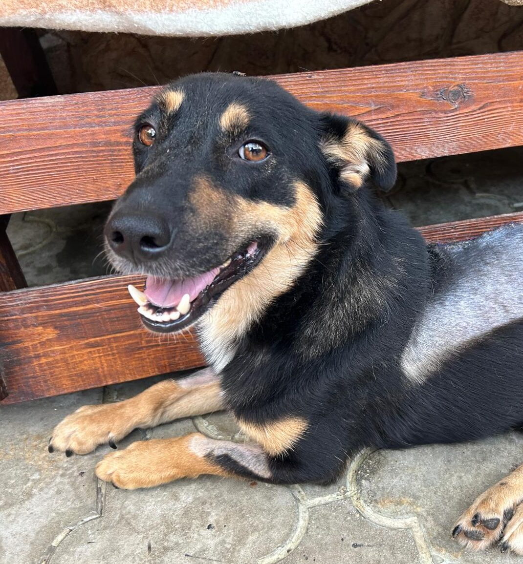 Rüde Hero adoptieren