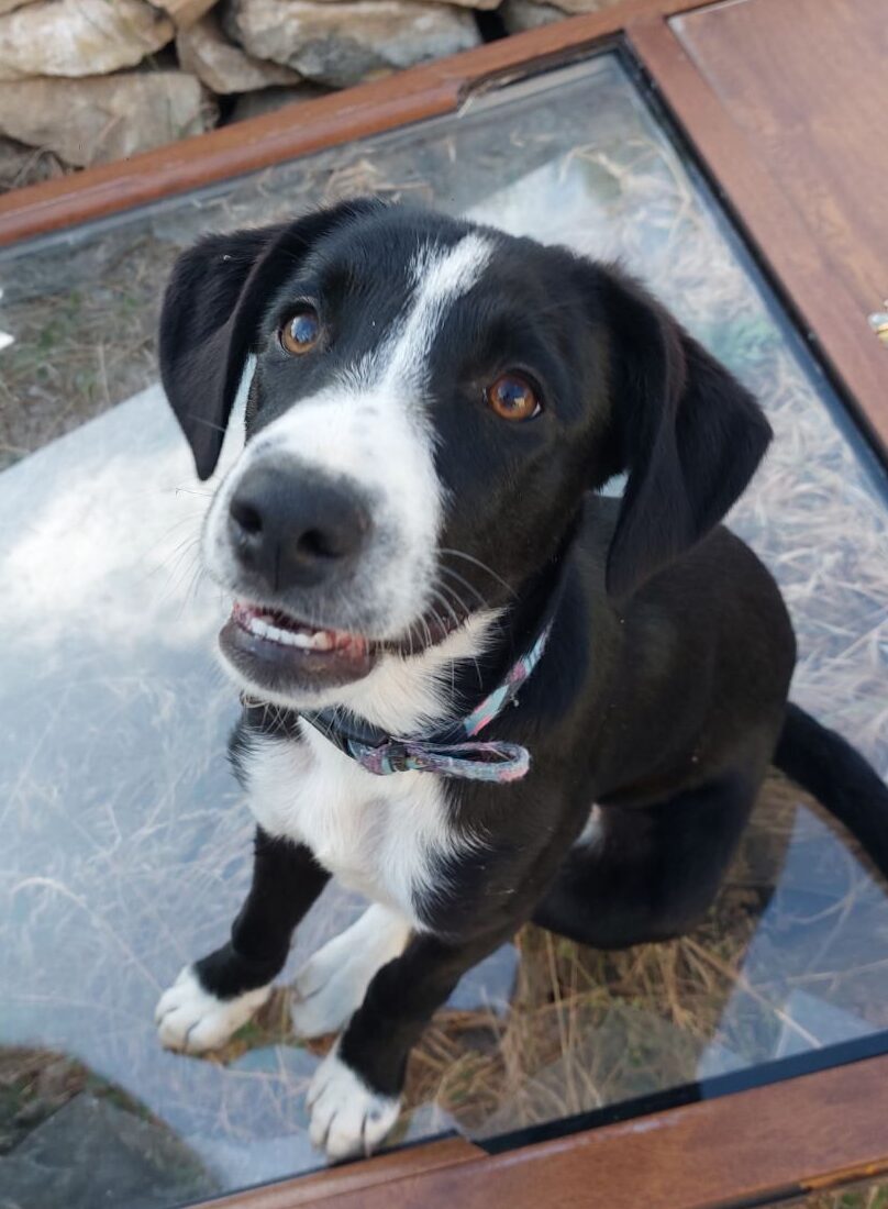 Hündin Poppy adoptieren