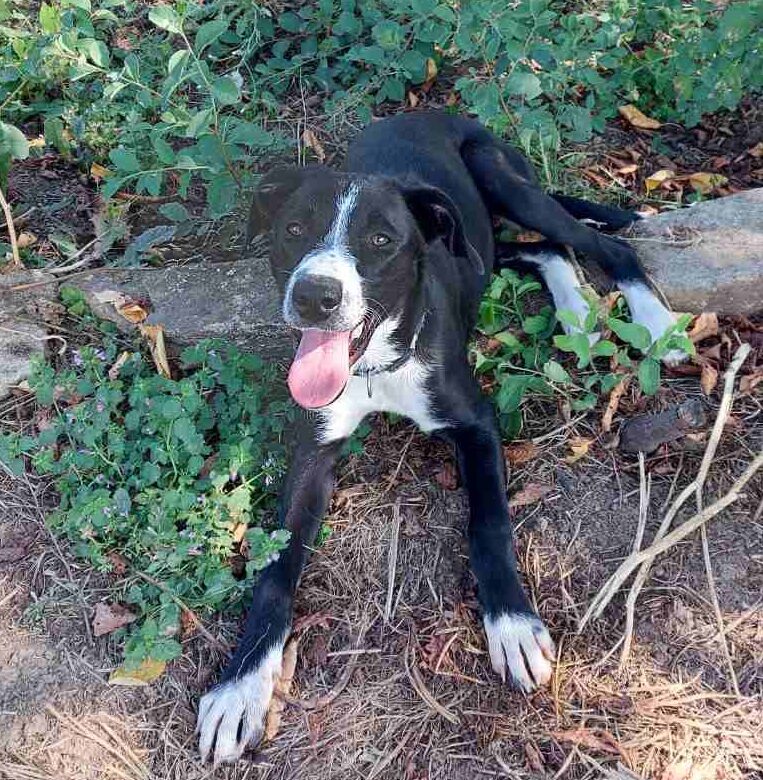 Hündin Poppy adoptieren