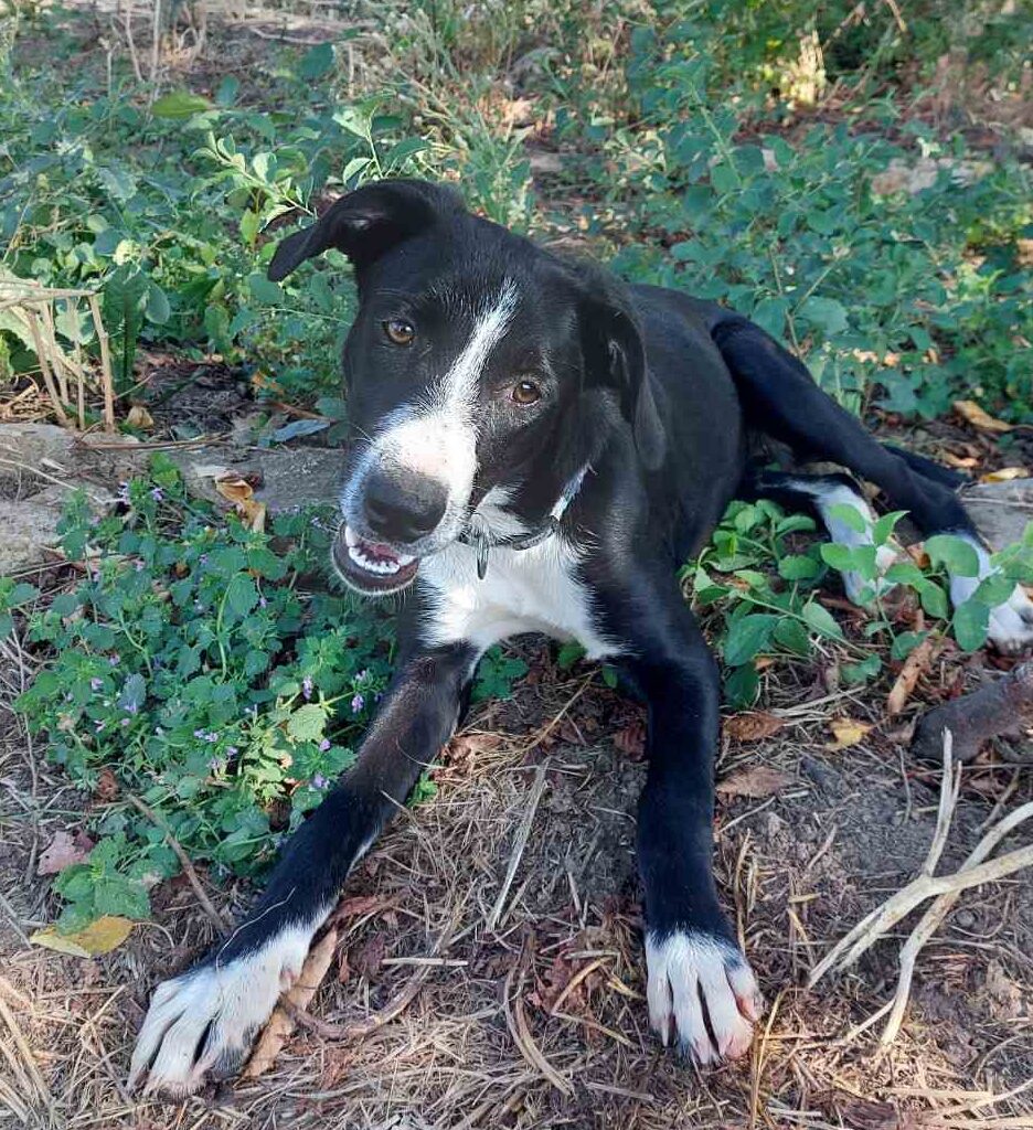 Hündin Poppy adoptieren