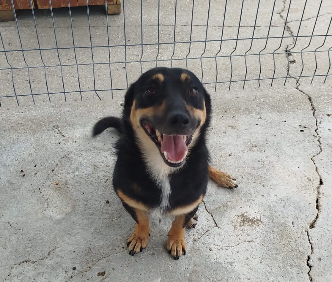 Rüde Hero adoptieren