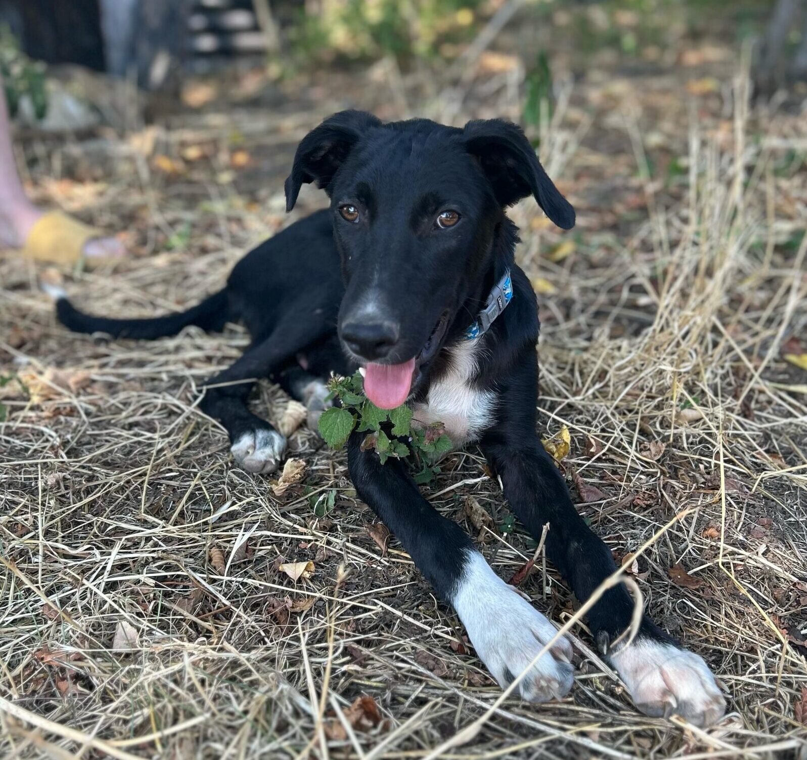Rüde Lupin adoptieren
