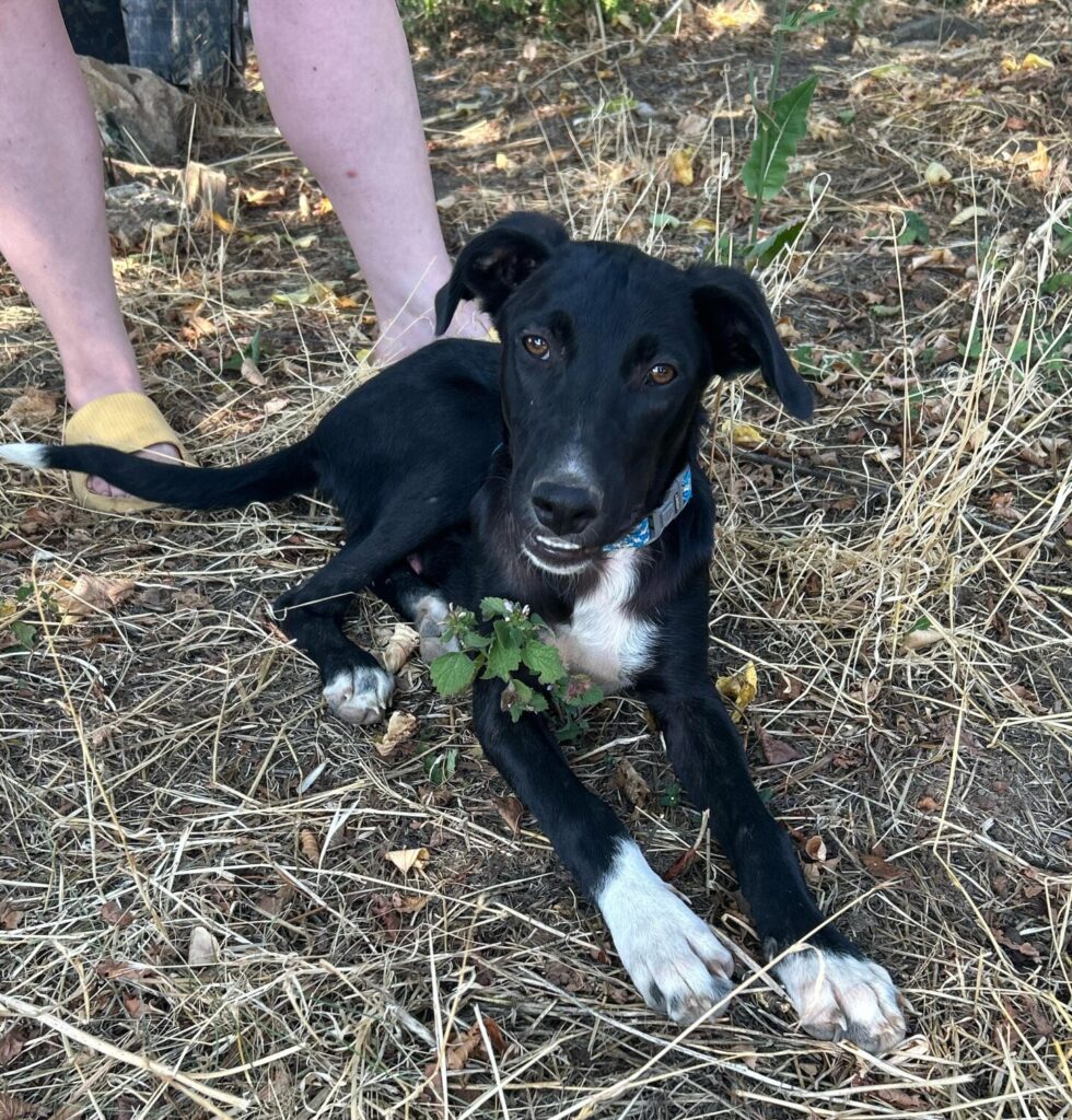 Rüde Lupin adoptieren