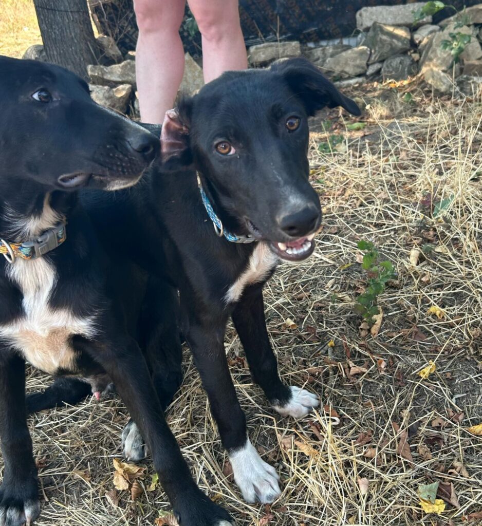 Rüde Sunny adoptieren