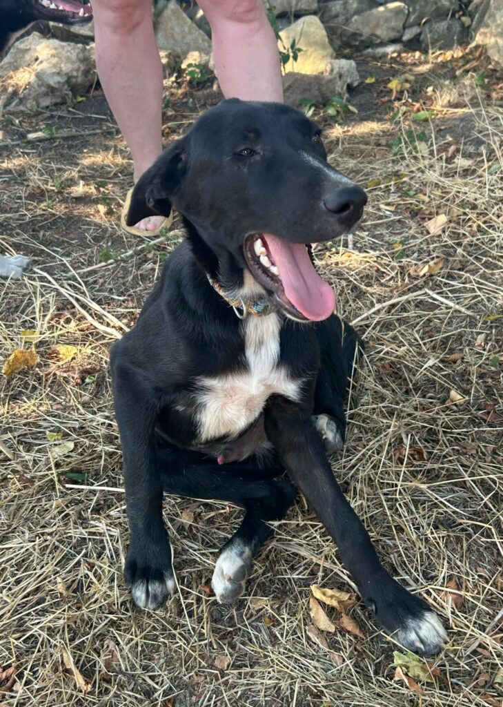 Rüde Sunny adoptieren