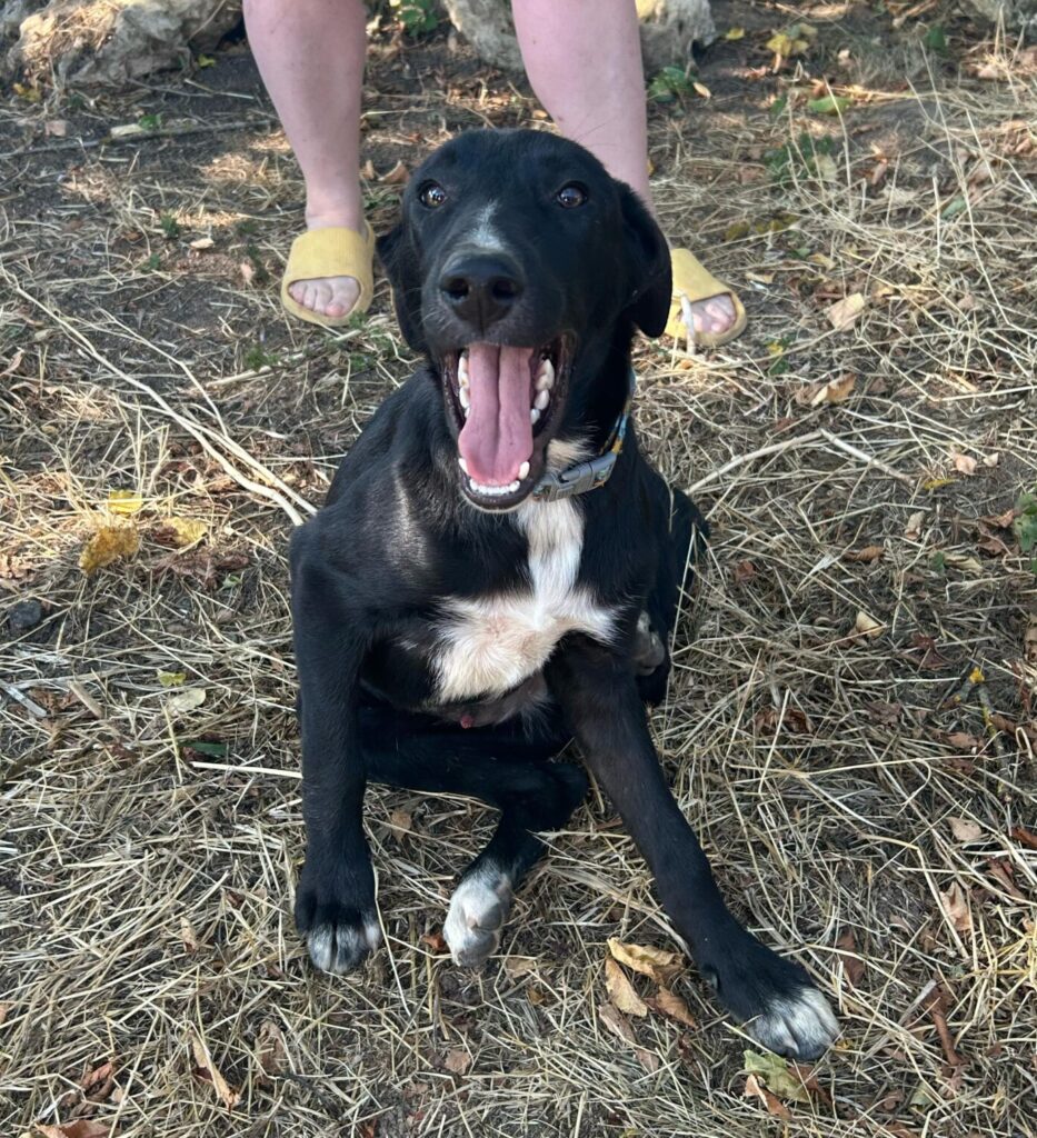 Rüde Sunny adoptieren