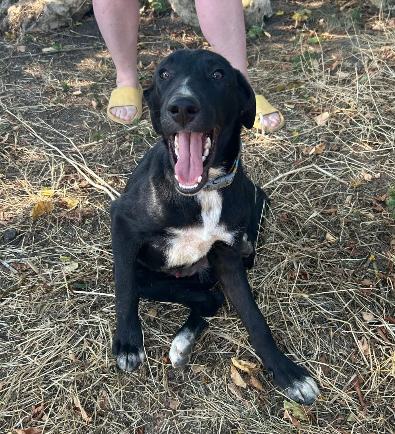 Rüde Sunny adoptieren