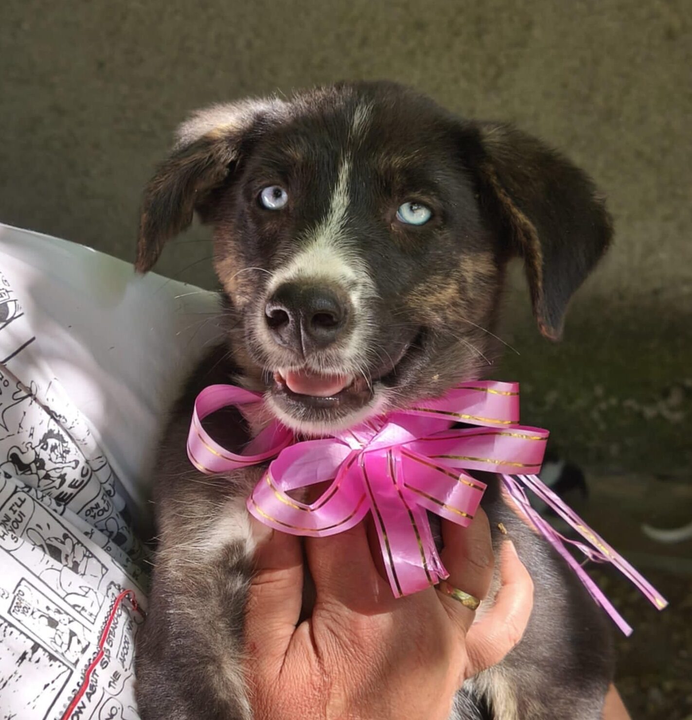 Hündin Vee adoptieren