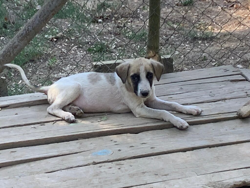 Rüde Winny sucht ein Zuhause