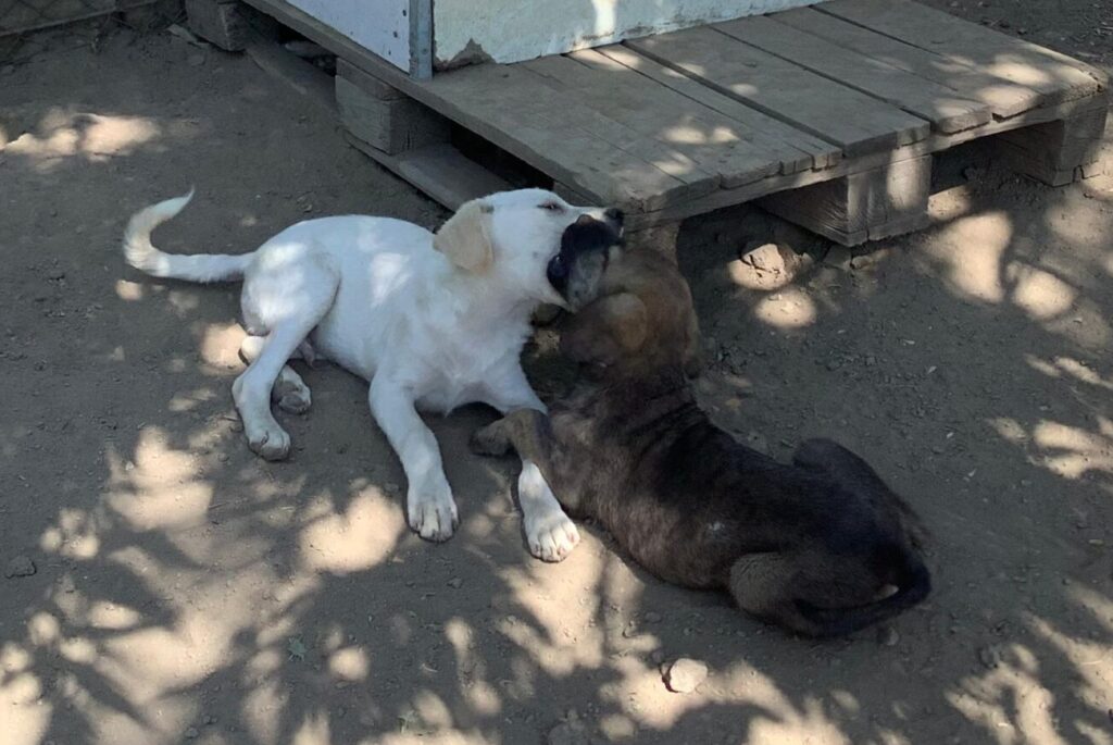 Rüde Gennaio adoptieren