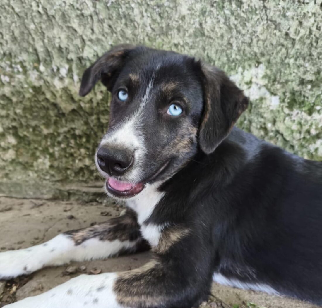 Hündin Vee adoptieren