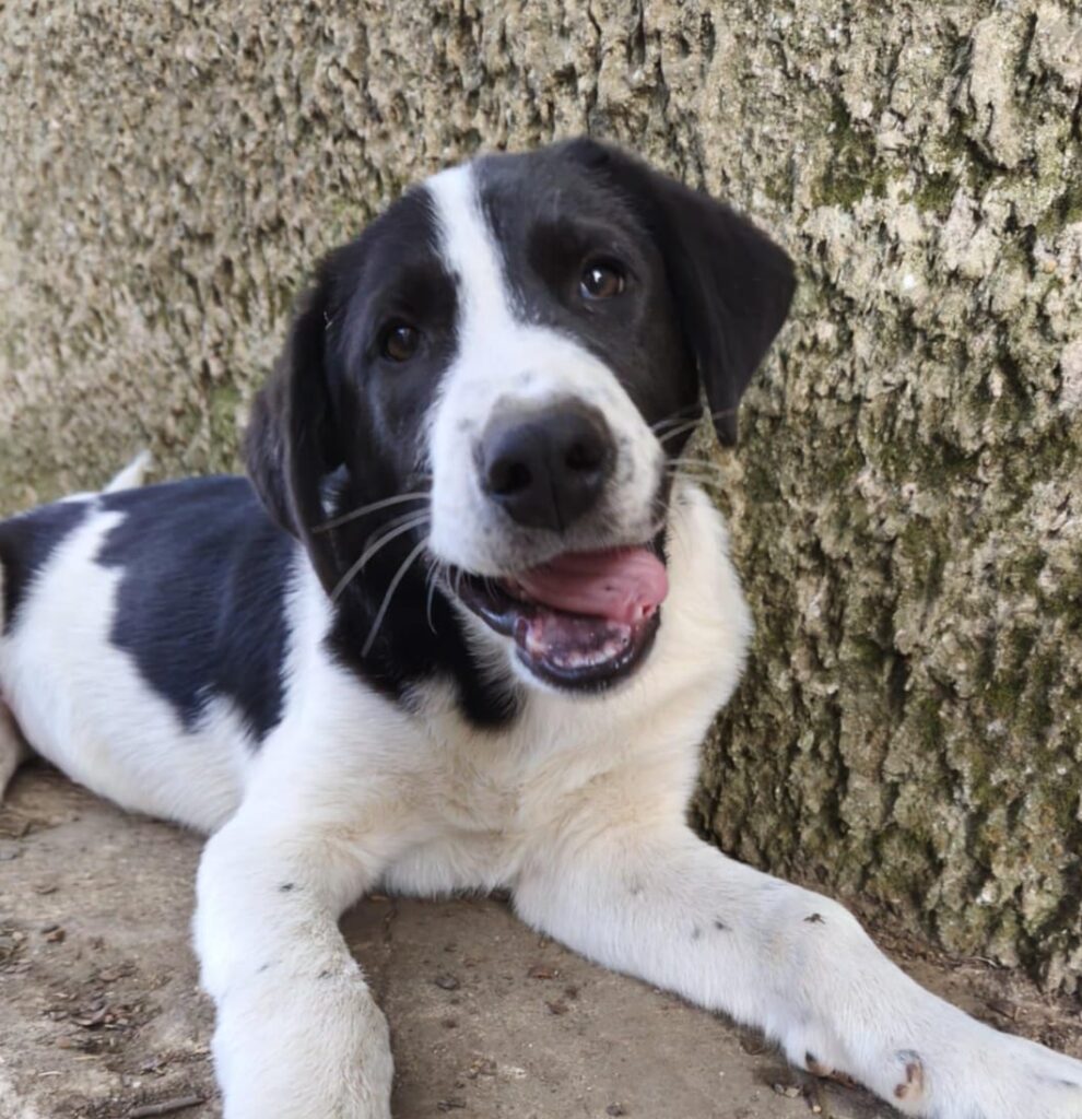 Rüde Augustus adoptieren