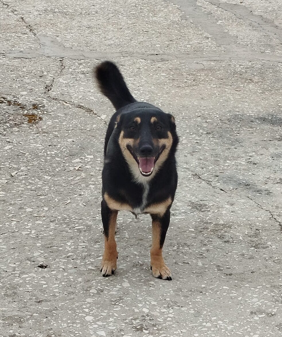 Rüde Hero adoptieren