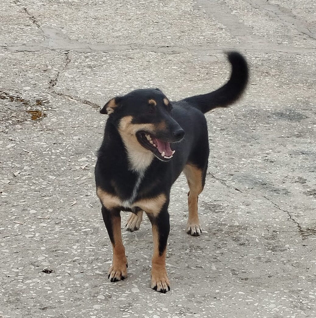 Rüde Hero adoptieren