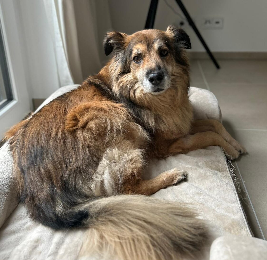 Rüde John-Boy adoptieren