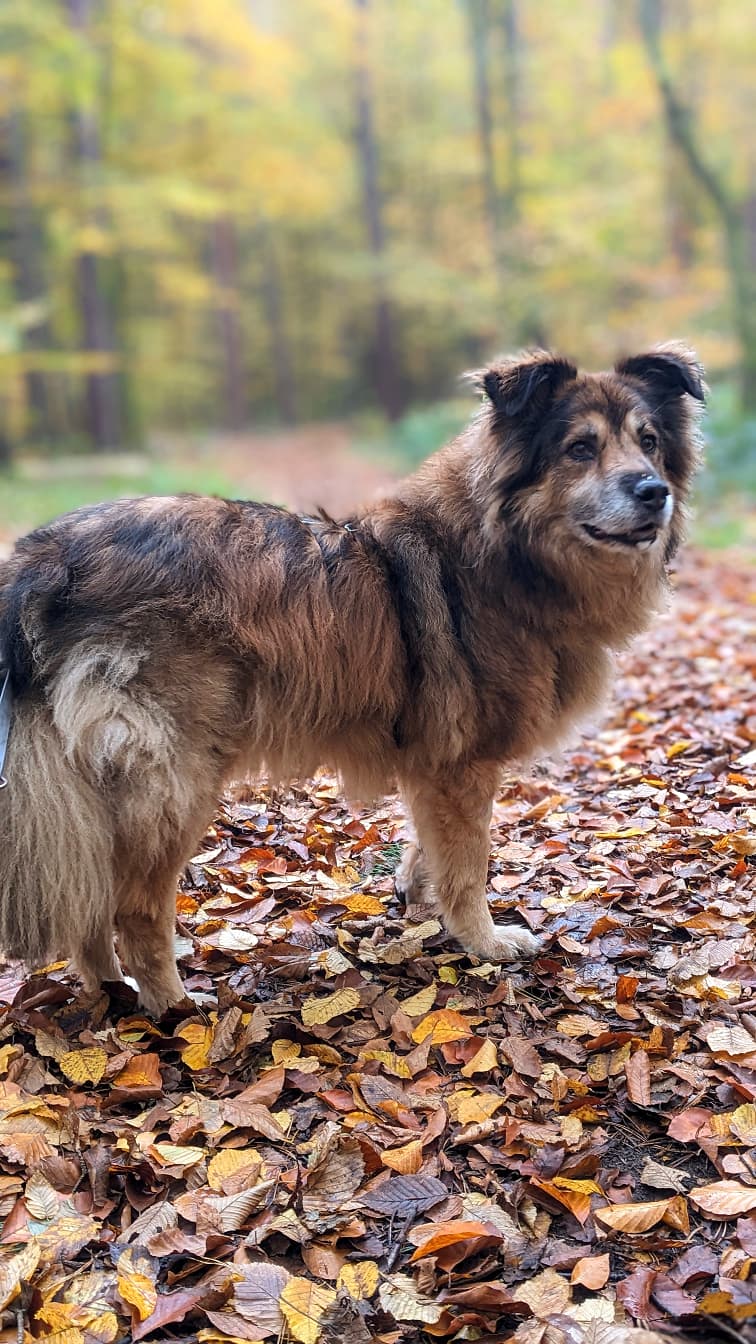 Zuhause gesucht! Rüde John-Boy adoptieren