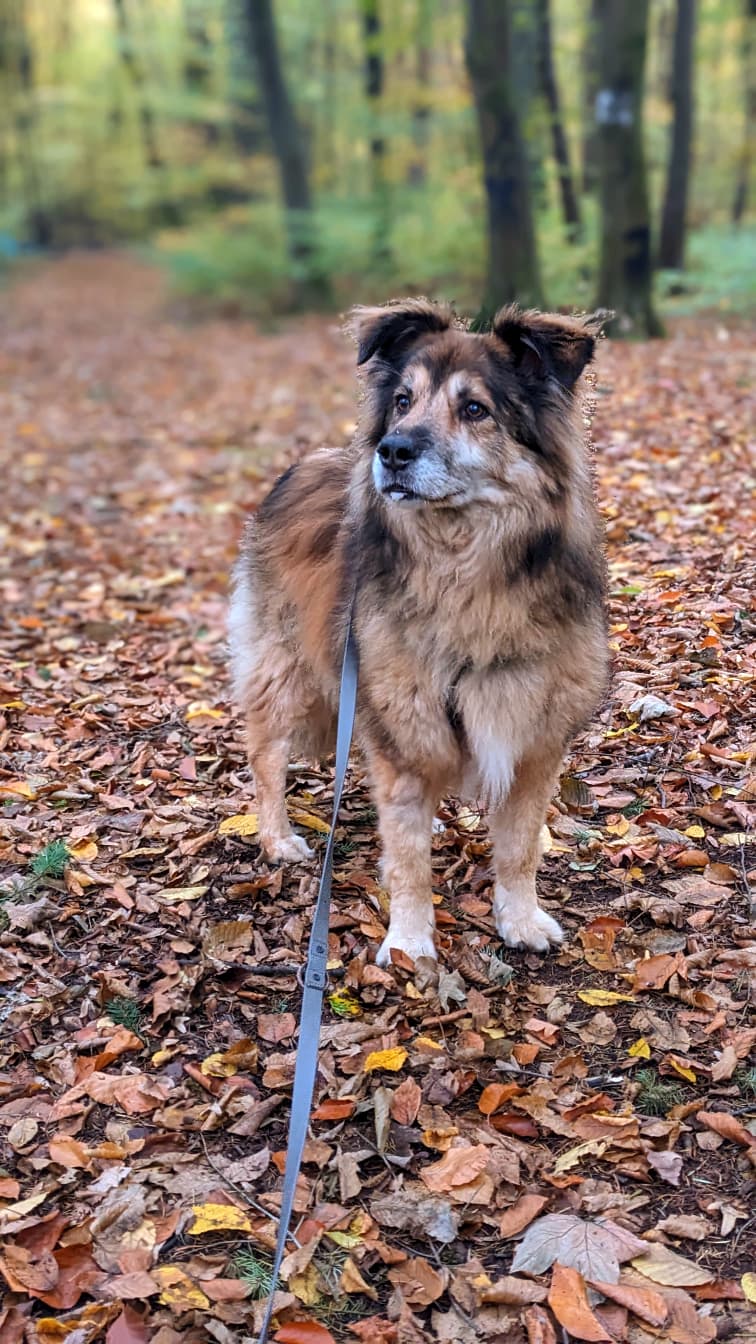 Zuhause gesucht für Rüde John-Boy Rüde John-Boy adoptieren