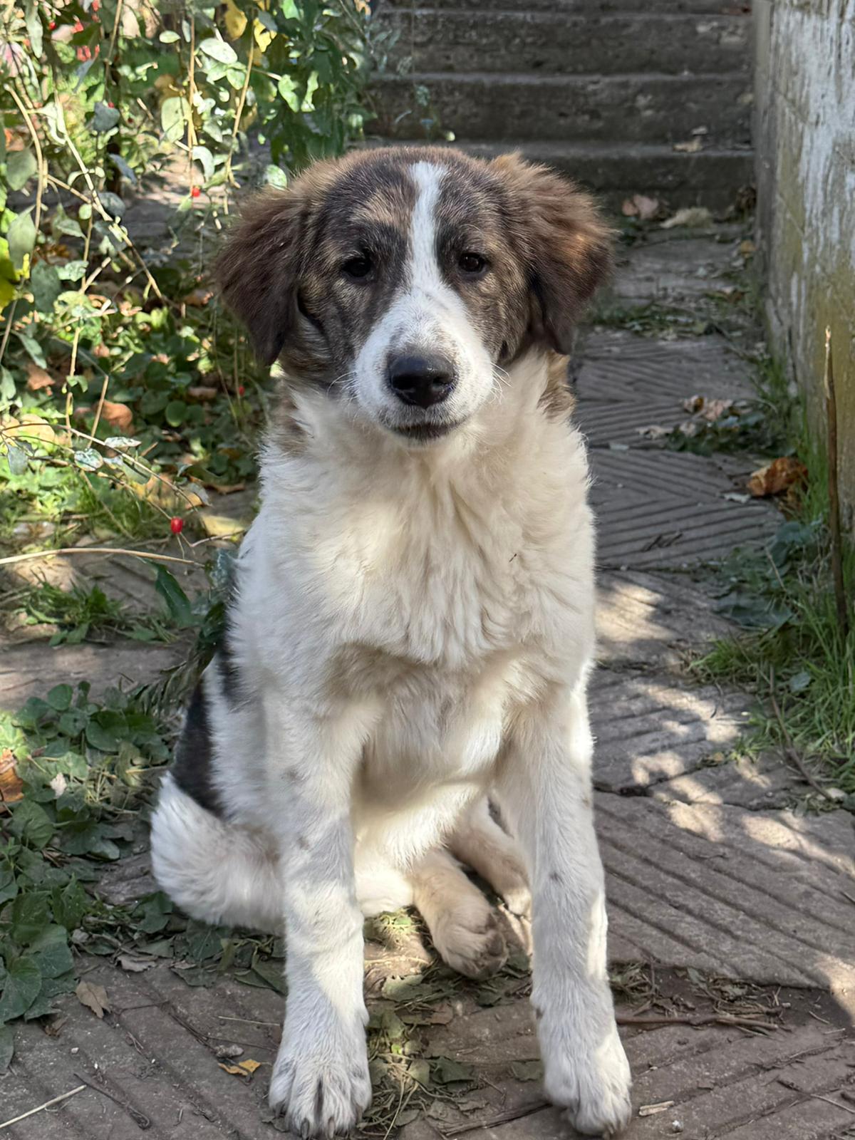 Hündin June adoptieren