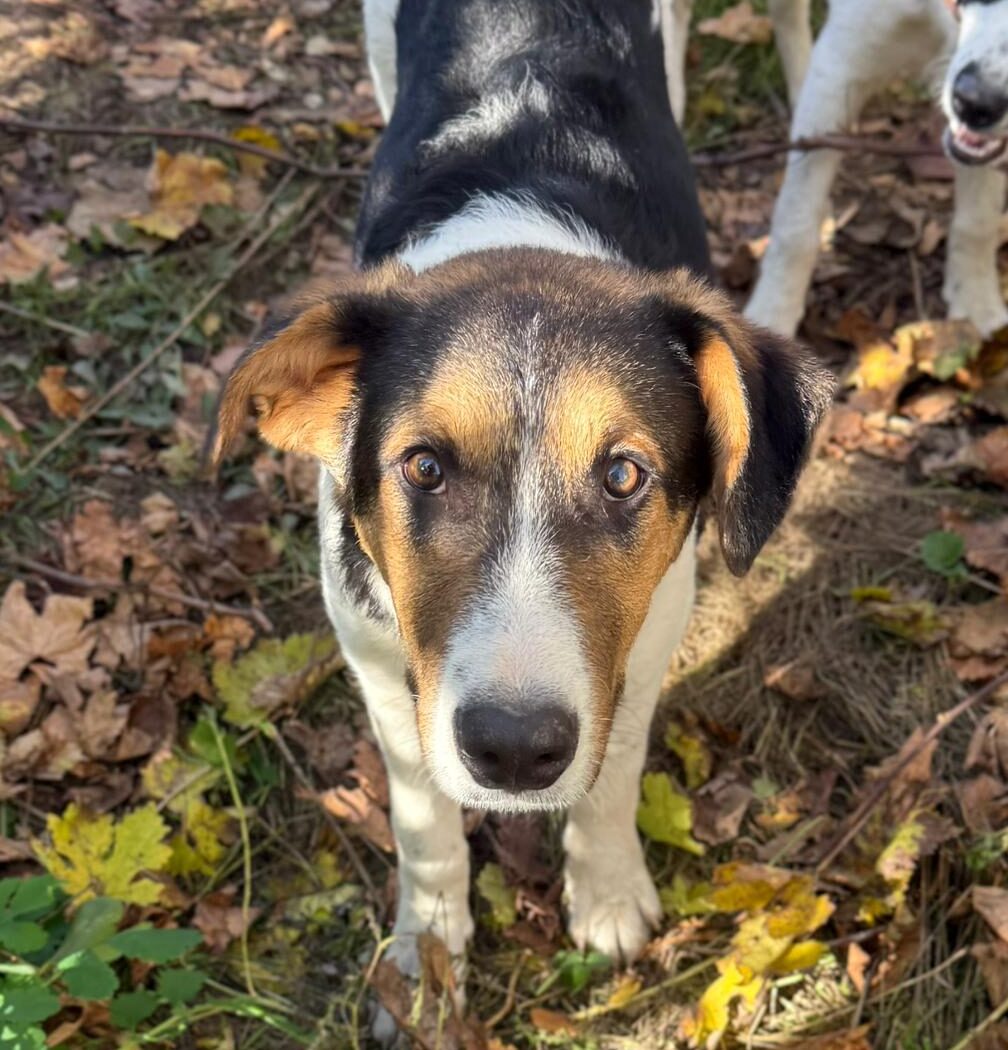 Rüde Augustus adoptieren