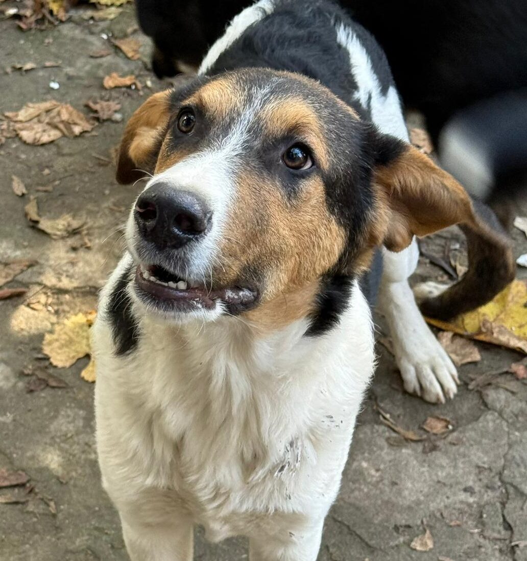 Rüde Augustus adoptieren
