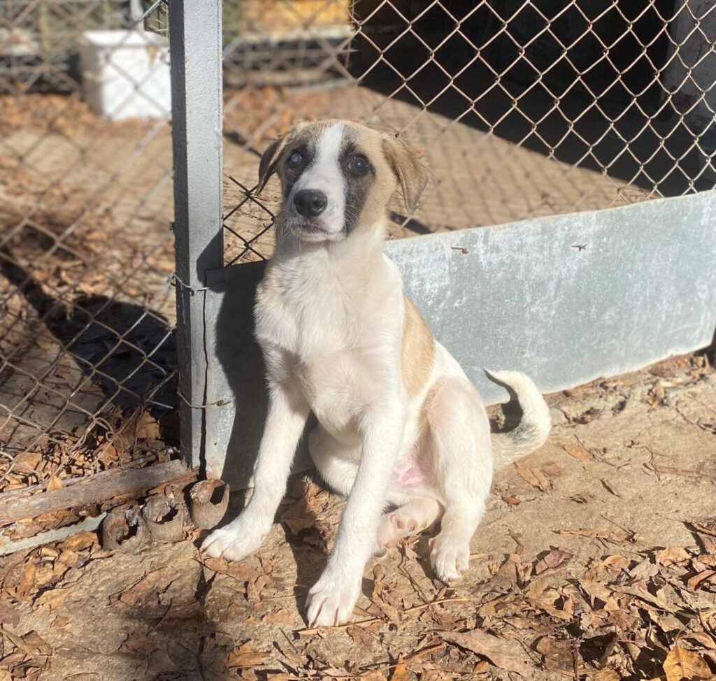 Rüde Winny adoptieren