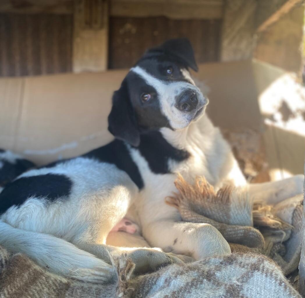 Rüde Julio adoptieren