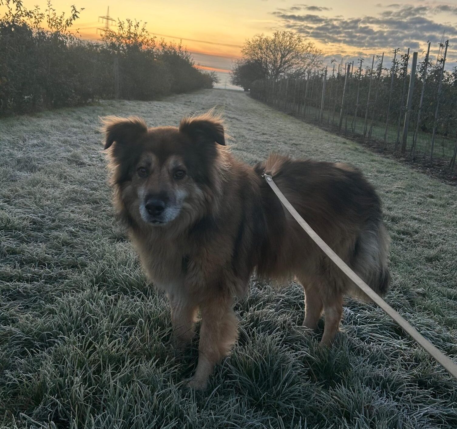 Rüde John-Boy adoptieren