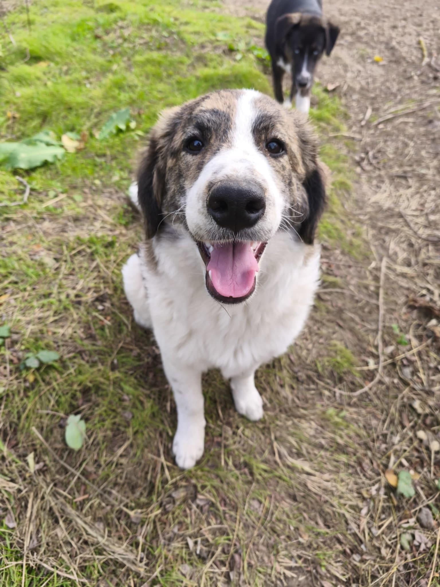 Hündin June adoptieren