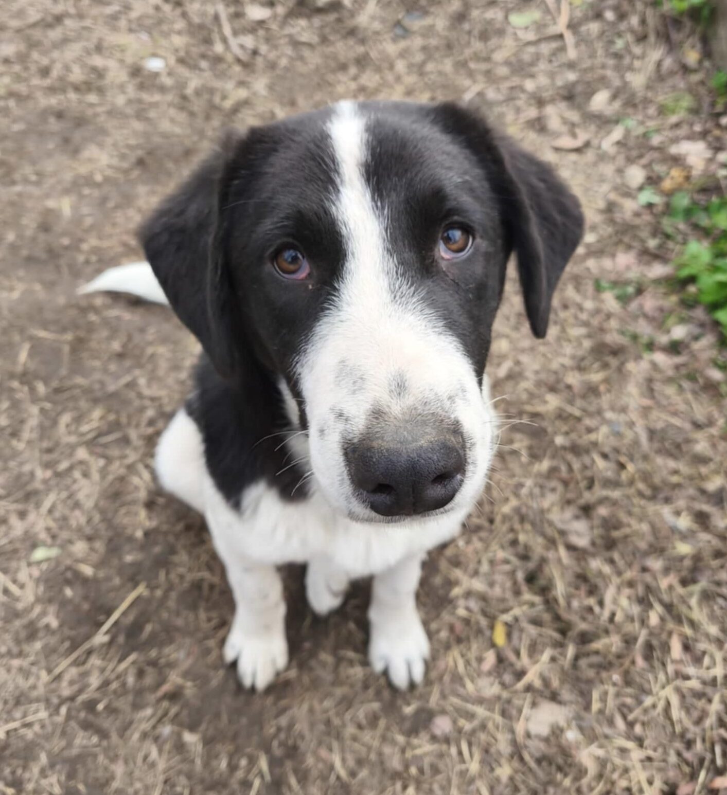 Rüde Julio adoptieren