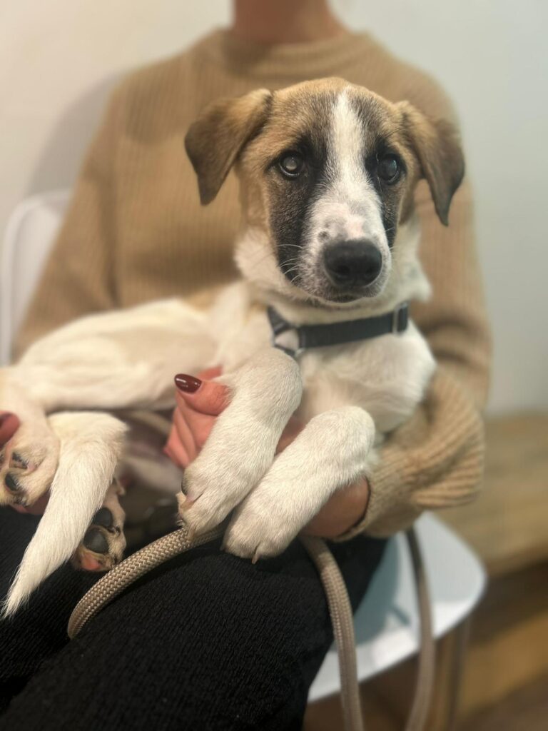 Rüde Winny adoptieren