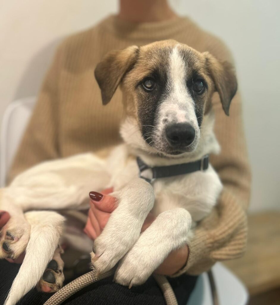 Rüde Winny adoptieren