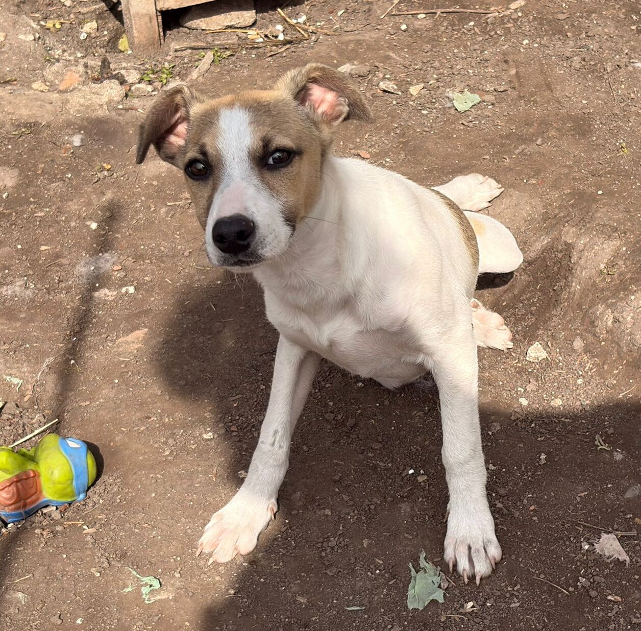 Hündin Juillet adoptieren