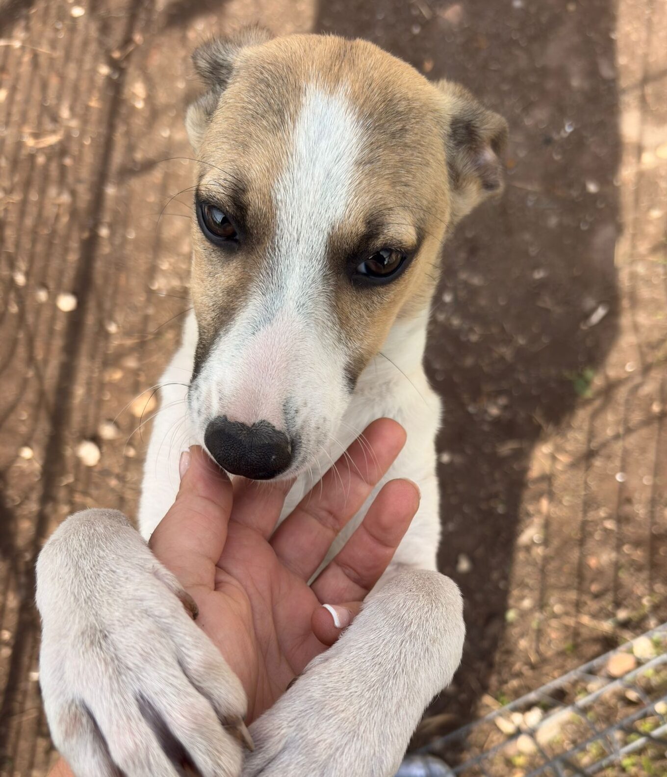 Hündin Juillet adoptieren