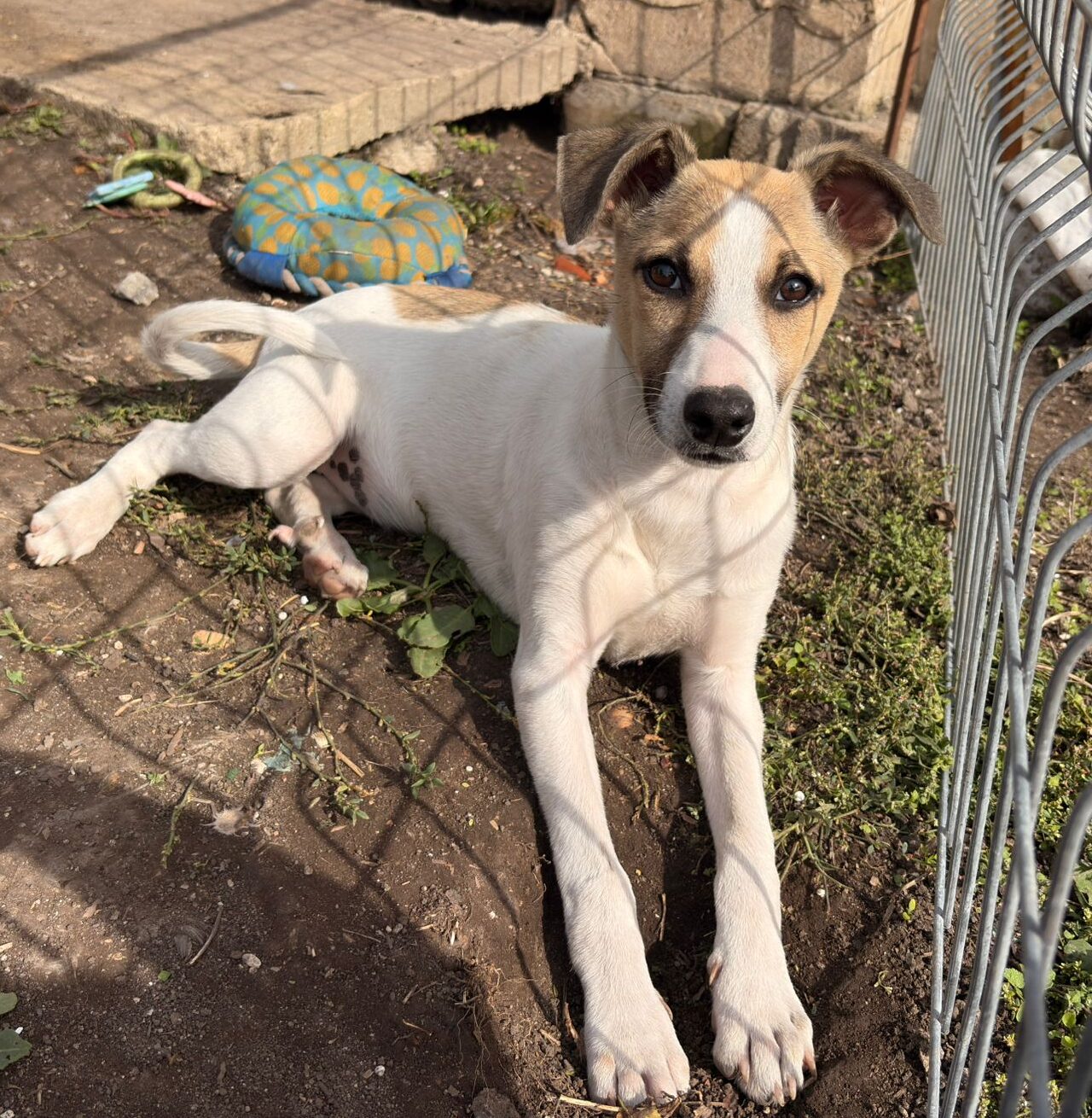 Hündin Juillet adoptieren