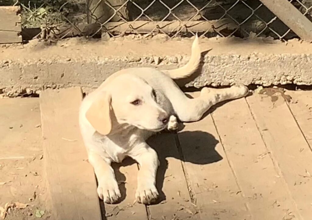 Rüde Gennaio adoptieren