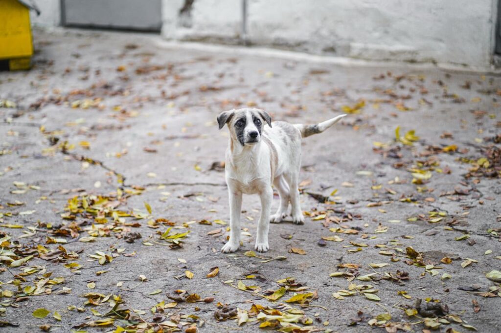 Rüde Winny adoptieren