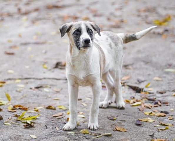 Rüde Winny adoptieren