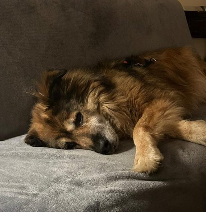 Rüde John-Boy adoptieren