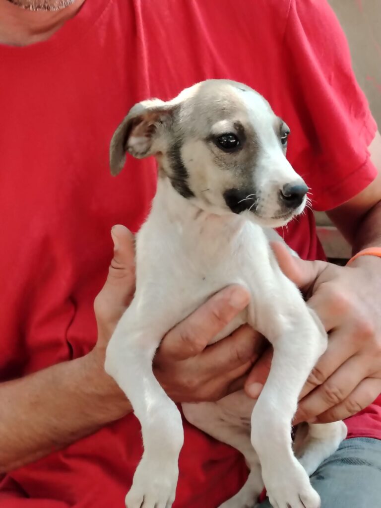 Hündin Juillet adoptieren