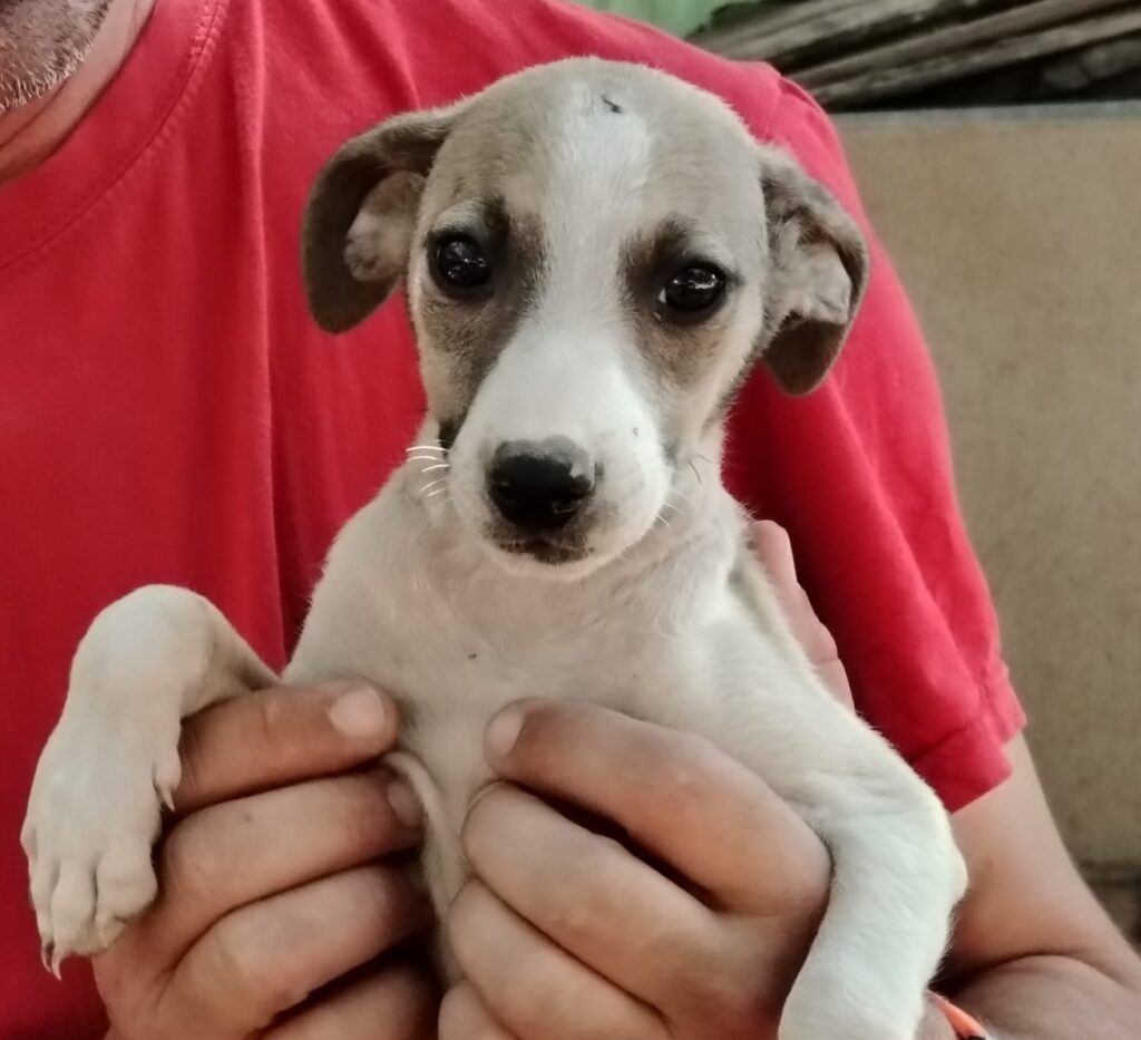 Hündin Juillet adoptieren