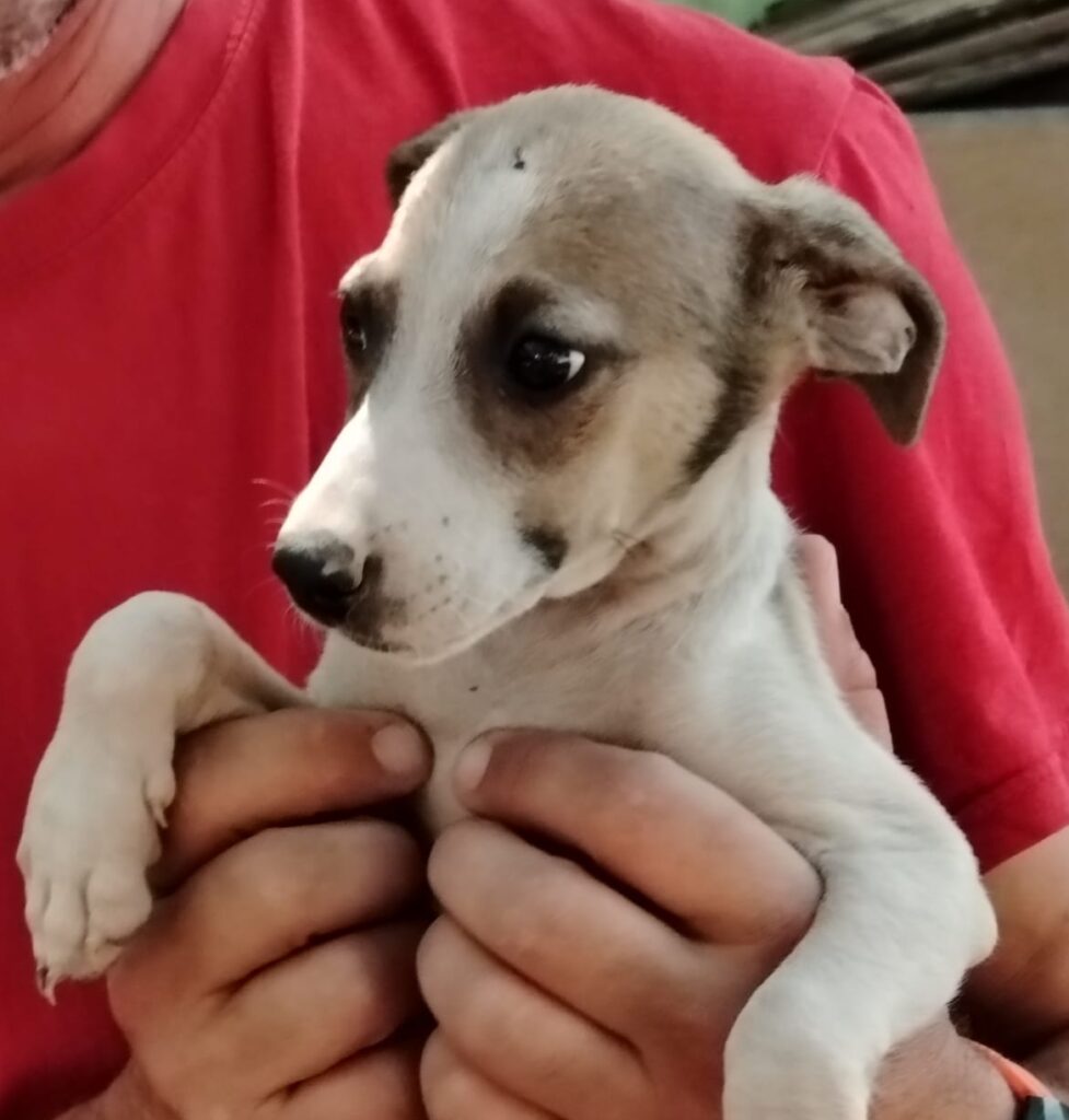 Hündin Juillet adoptieren