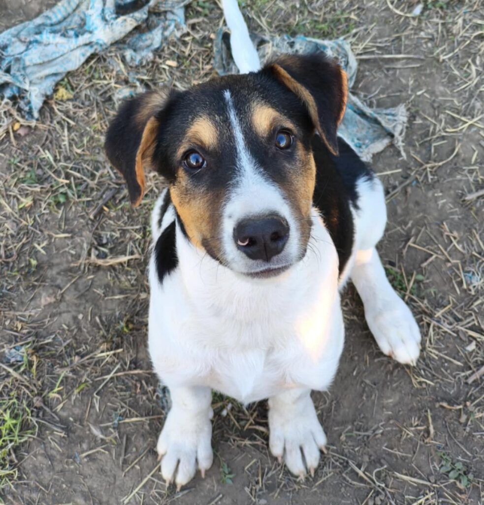 Rüde Julio adoptieren