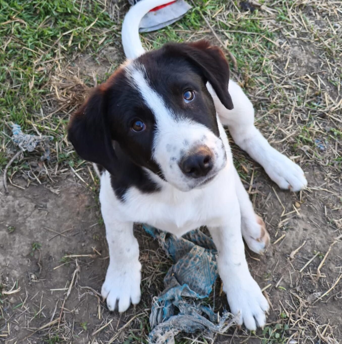 Rüde Augustus adoptieren