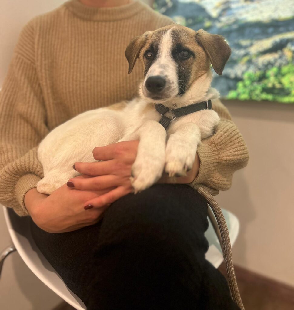 adoptiere Rüde Winny