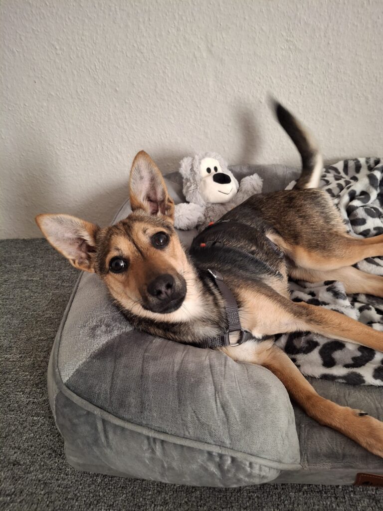 Hündin Twinky adoptieren