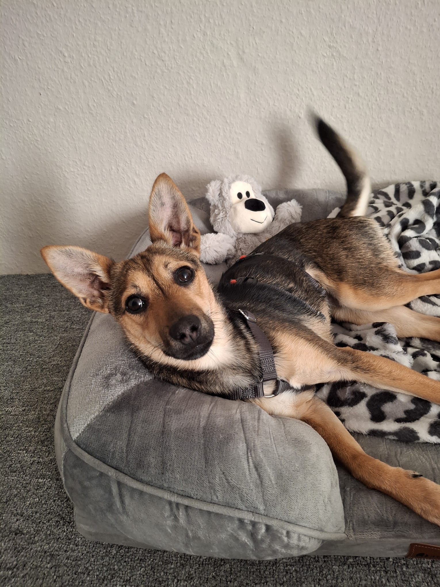 Hündin Twinky adoptieren 