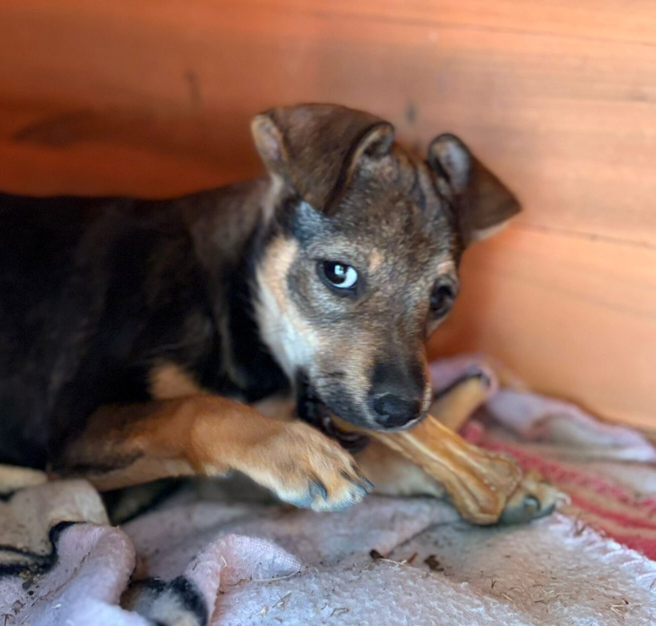 Hündin Flora adoptieren