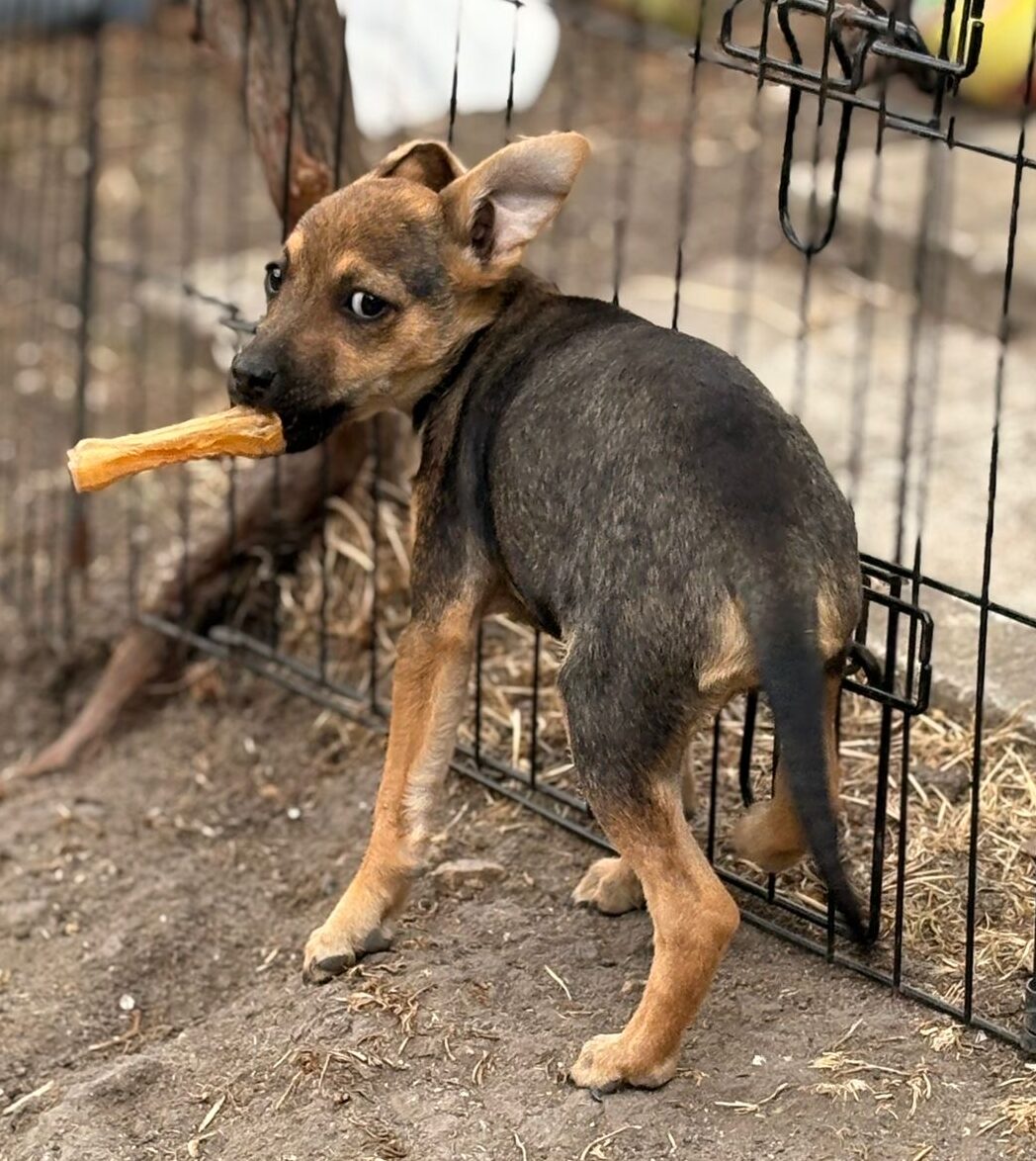 Hündin Twinky adoptieren