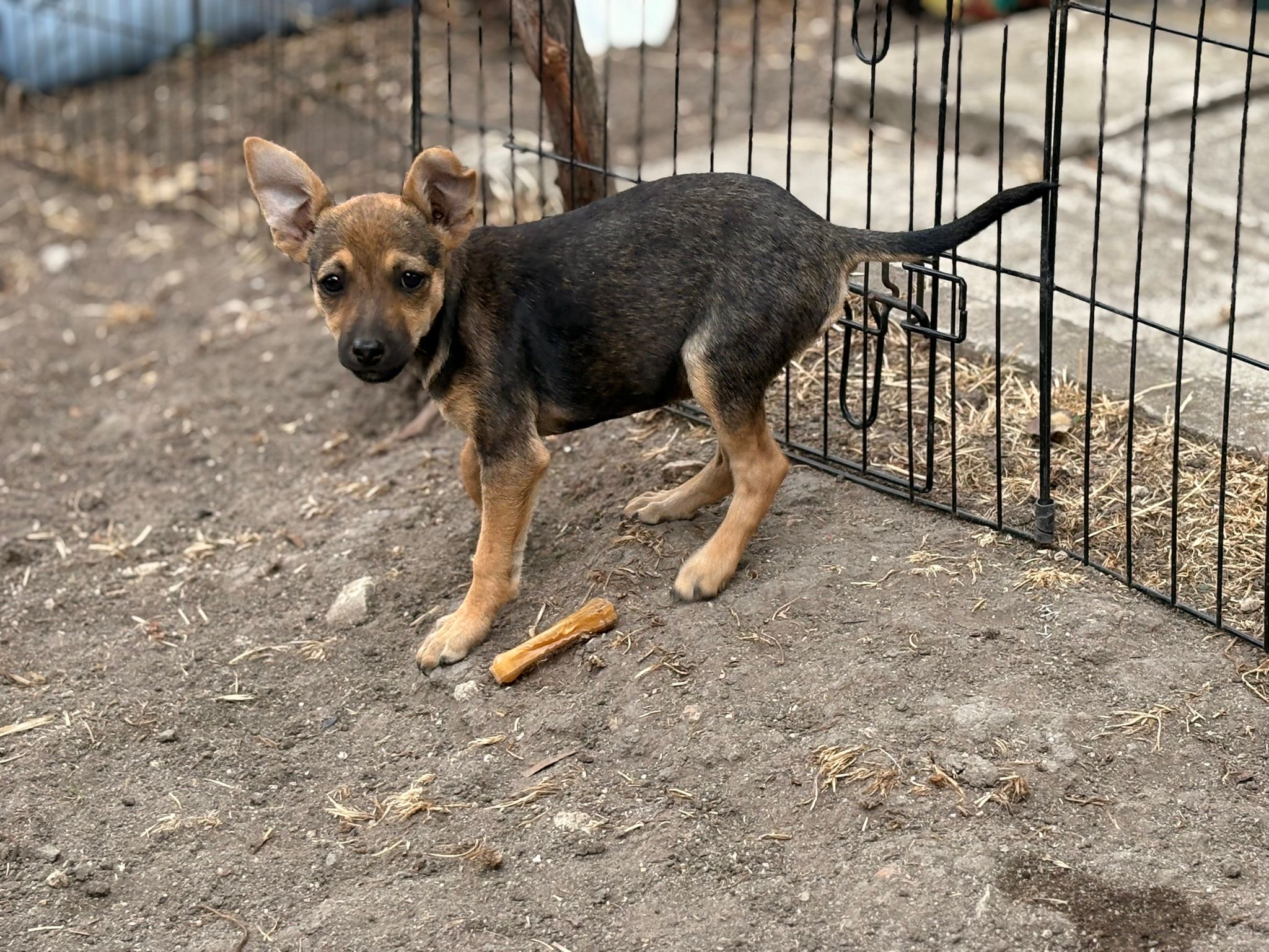 Hündin Twinky adoptieren